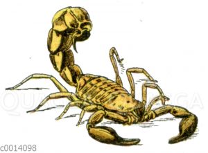 Skorpion