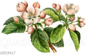 Apfelbaum: Blüte