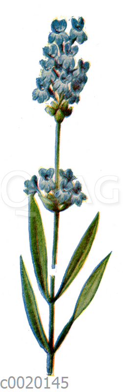 Lavendel