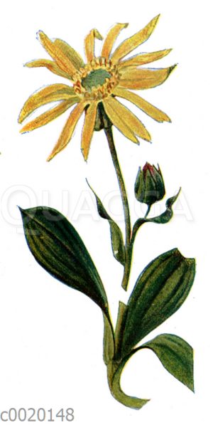 Arnika