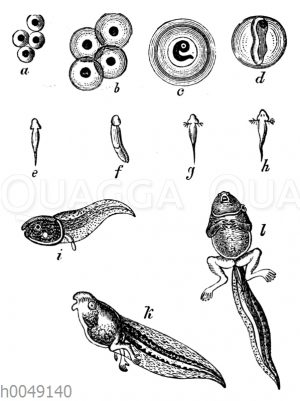 Metamorphose eines Amphibiums (Froschlurchs)