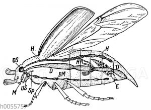 Maikäfer