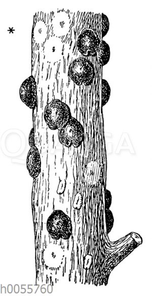 Schildläuse (Weibchen) an Beerenstrauch