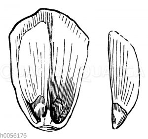 Kiefernsamen