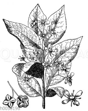 Spindelbaum