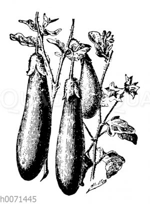 Aubergine