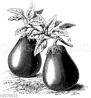 Aubergine