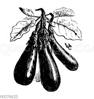 Aubergine