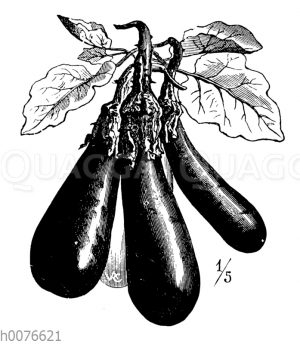 Aubergine