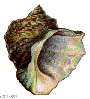 Ölkrug