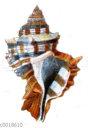 Höckerstachelschnecke