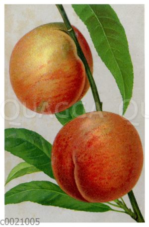 Pfiirsich