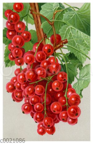 Rote Johannisbeere