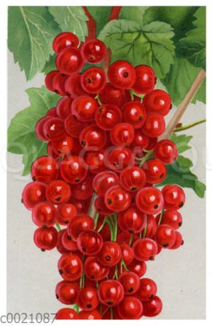 Rote Johannisbeere