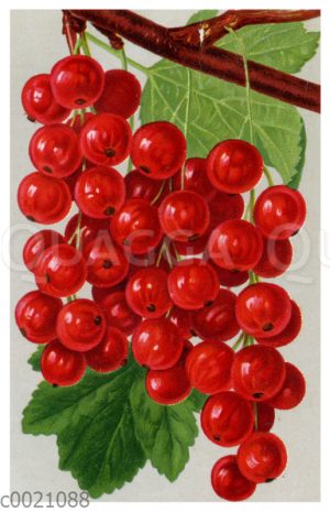 Rote Johannisbeere