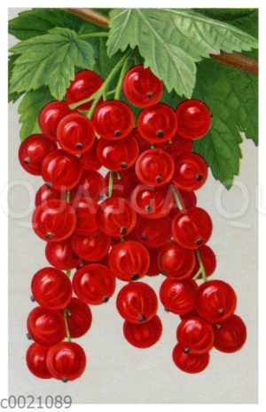Rote Johannisbeere