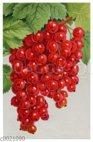 Rote Johannisbeere