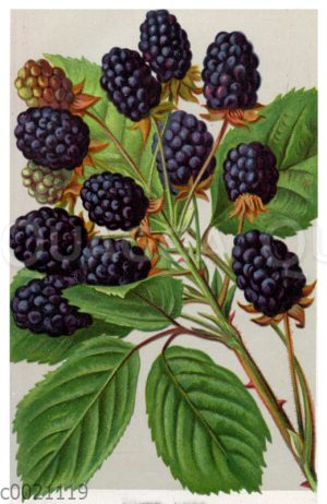 Brombeere