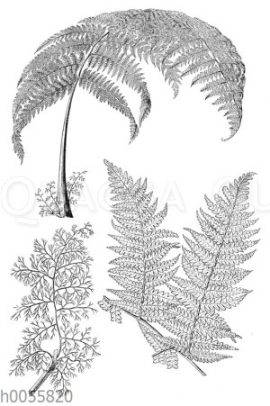 Hemitelia capensis