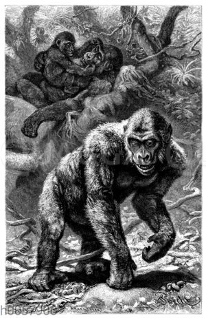 Gorilla