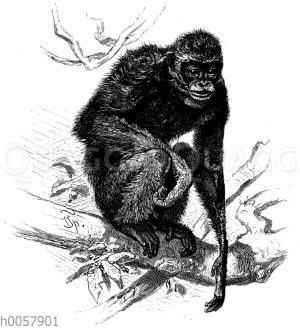 Siamang