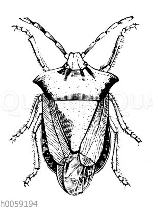 Baumwanze