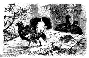 Birkhahn