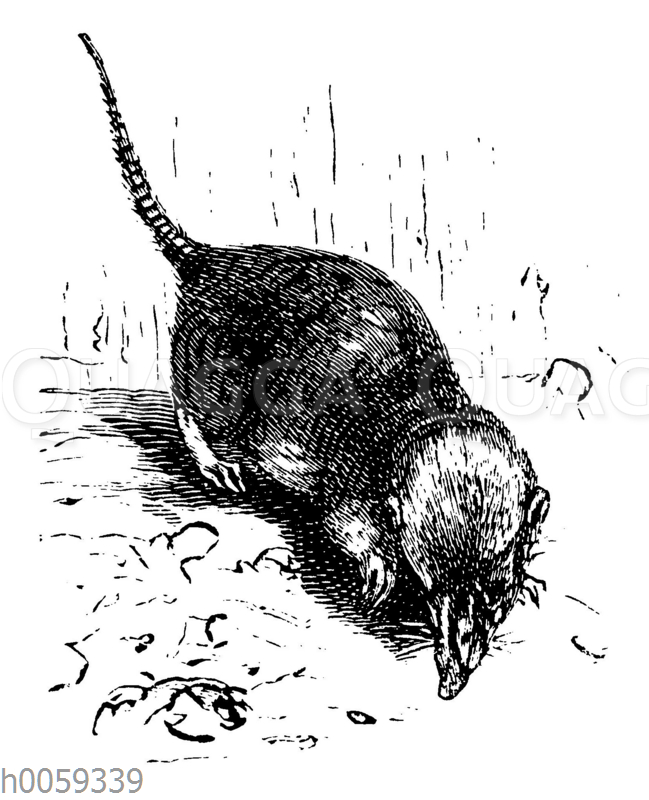 Waldspitzmaus Quagga Illustrations