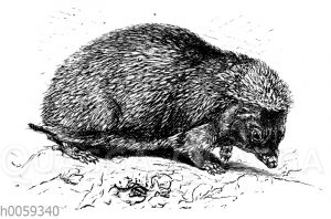 Igel