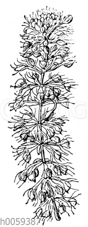 Aldrovandia vesiculosa