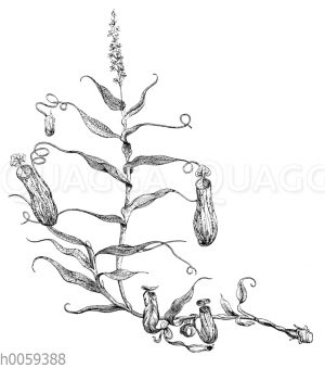Nepenthes gracilis