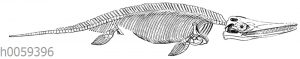 Ichthyosaurus communis