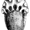 Ammonites (Stephanoceras) macrocephalus