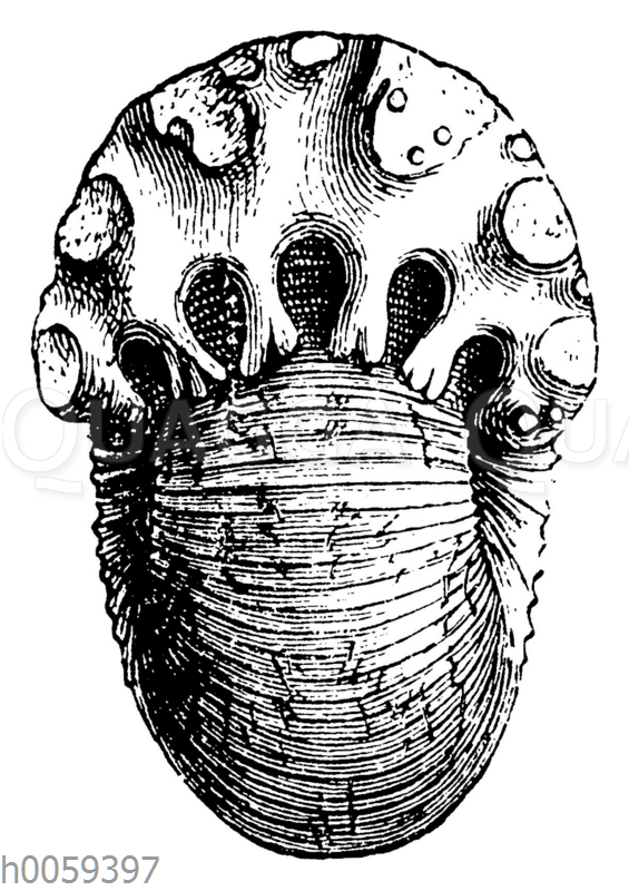 Ammonites (Stephanoceras) macrocephalus
