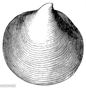 Inoceramus polyplocus