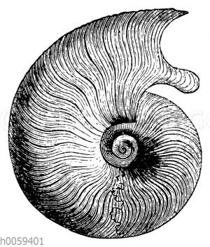 Ammonites (Harpoceras) opalinus