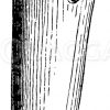 Belemnites digitalis