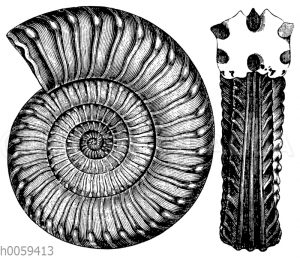 Ammonites (Arietites) Bucklandi