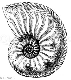 Ammonites (Amaltheus) margaritatus