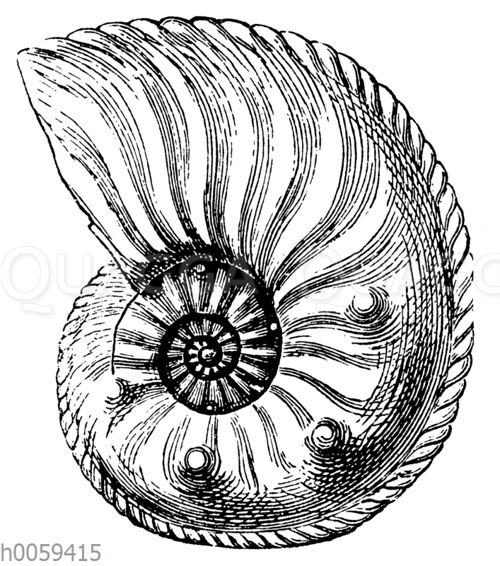 Ammonites (Amaltheus) margaritatus