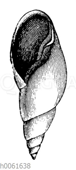 Limnaeus pyramidalis