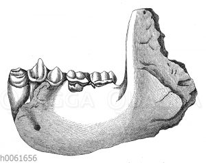 Unterkiefer von Dryopithecus Fontani