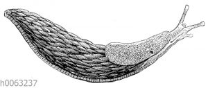 Große Wegschnecke