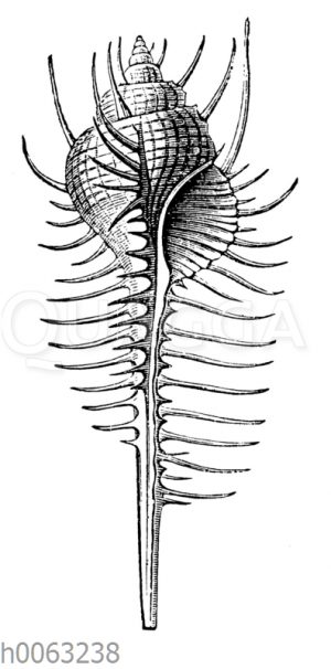 Schwarzspitzen-Stachelschnecke