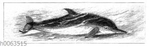Delphin