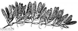 Halophila stipulacea