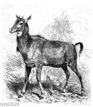 Nilgauantilope