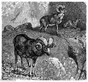 Argali oder Riesenwildschaf