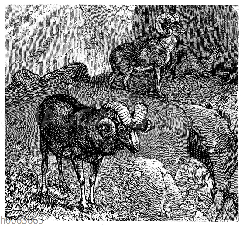 Argali oder Riesenwildschaf