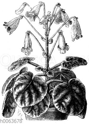 Columnea zebrina